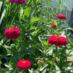 Meet your Posher, Salus